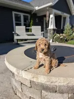 Harley , a female Miniature Goldendoodle for sale in Bristol, IN – 1 of 9