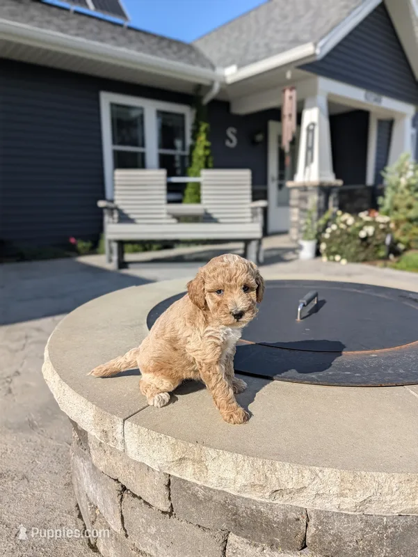 Hope – Miniature Goldendoodle puppy for sale in Bristol, IN