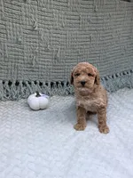 Hannah , a female Miniature Goldendoodle for sale in Bristol, IN – 6 of 7