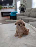 Jessie , a male Shihpoo and Poodle - Toy  for sale in Bristol, IN – Photo 3 of 7