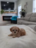 Jessie , a male Shihpoo and Poodle - Toy  for sale in Bristol, IN – Photo 5 of 7