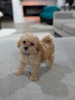 Jessie , a male Shihpoo and Poodle - Toy  for sale in Bristol, IN – Photo 1 of 7