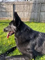 Luna , a female German Shepherd Dog for sale in Bristol, IN – 3 of 7
