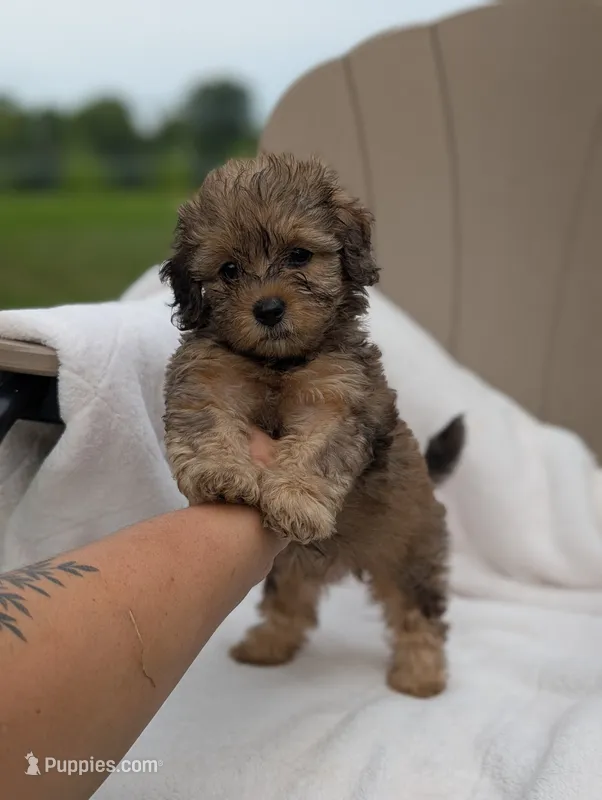 Fiona – Havapoo puppy for sale in Bristol, IN
