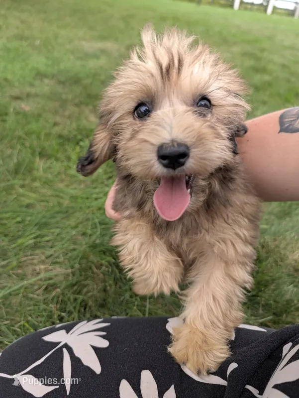 Faith – Havapoo puppy for sale in Bristol, IN