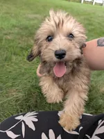 Faith, a female Havapoo for sale in Bristol, IN – 1 of 8