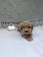Hannah , a female Miniature Goldendoodle for sale in Bristol, IN – 5 of 7