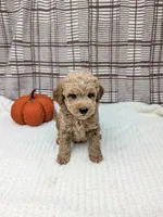 Randle, a male Miniature Goldendoodle for sale in Bristol, IN – 5 of 6