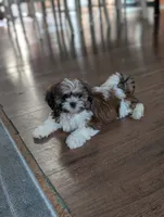 Faya, a female Shih Tzu for sale in Bristol, IN – 6 of 6