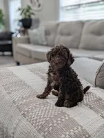 Maverick , a male Poodle - Miniature  for sale in Bristol, IN – 5 of 10