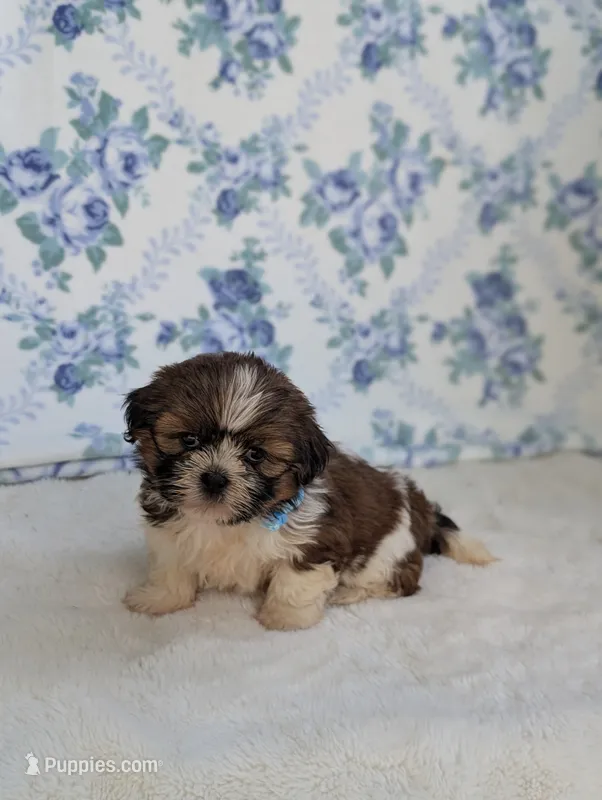Faya – Shih Tzu puppy for sale in Bristol, IN