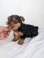 Cooper , a male Yorkshire Terrier for sale in Bristol, IN – 5 of 5