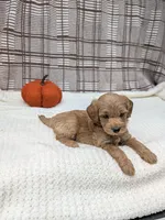 Rob, a male Miniature Goldendoodle for sale in Bristol, IN – 5 of 6