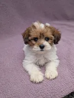 Angel , a female Shihpoo for sale in Bristol, IN – 5 of 7