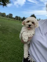 Jill, a female Shihpoo for sale in Bristol, IN – 3 of 8