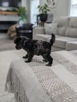 Mcallister , a male Poodle - Miniature  for sale in Bristol, IN – 5 of 10