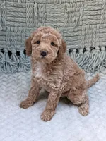 Holly, a female Miniature Goldendoodle for sale in Bristol, IN – 3 of 7