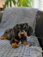 Titan , a male Miniature Dachshund for sale in Bristol, IN – 5 of 7