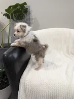 Blane, a male Pomapoo for sale in Bristol, IN – 5 of 6