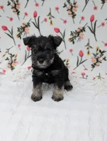 Rocky, a male Miniature Schnauzer for sale in Bristol, IN – Photo 5 of 6
