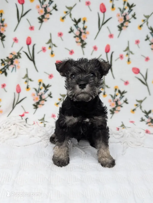 Rocky – Miniature Schnauzer puppy for sale in Bristol, IN