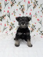 Rocky, a male Miniature Schnauzer for sale in Bristol, IN – Photo 2 of 6