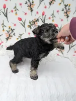 Rocky, a male Miniature Schnauzer for sale in Bristol, IN – Photo 6 of 6