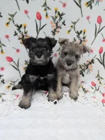 Rocky, a male Miniature Schnauzer for sale in Bristol, IN – Photo 4 of 6