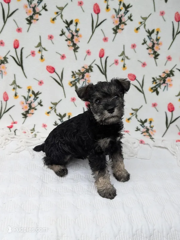 Rocky – Miniature Schnauzer puppy for sale in Bristol, IN