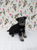 Rocky, a male Miniature Schnauzer for sale in Bristol, IN – Photo 1 of 6