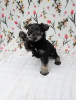Rocky, a male Miniature Schnauzer for sale in Bristol, IN – Photo 3 of 6