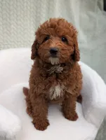 Caramel , a male Aussiedoodle and Poodle - Miniature  for sale in Bristol, IN – 6 of 6