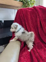 Blane, a male Pomapoo for sale in Bristol, IN – 6 of 6