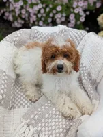 Travis , a male Poodle - Toy  for sale in Bristol, IN – 2 of 5