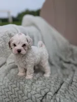 Jill, a female Shihpoo for sale in Bristol, IN – 2 of 5