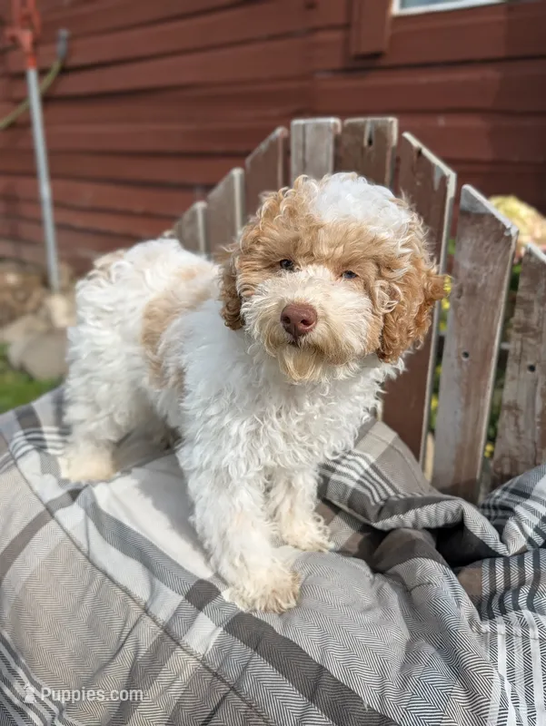 Ricky, a male Poodle - Miniature  for sale in Bristol, IN – 1 of 7