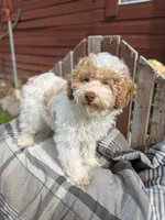 Ricky, a male Poodle - Miniature  for sale in Bristol, IN – 1 of 7