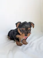 Cooper , a male Yorkshire Terrier for sale in Bristol, IN – 4 of 5