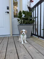 Phillip , a male Cavapoo for sale in Bristol, IN – 6 of 6
