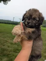 Freddy , a male Havapoo for sale in Bristol, IN – 5 of 5