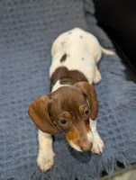 Thomas , a male Miniature Dachshund for sale in Bristol, IN – 2 of 8