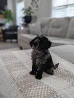 Marley, a male Poodle - Miniature  for sale in Bristol, IN – 4 of 10