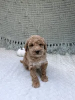 Hannah , a female Miniature Goldendoodle for sale in Bristol, IN – 4 of 7
