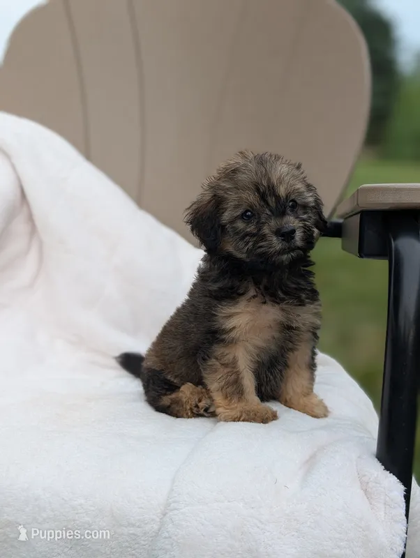 Freddy  – Havapoo puppy for sale in Bristol, IN