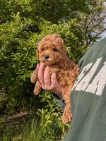 Victoria , a female Poodle - Toy  for sale in Bristol, IN – 2 of 6