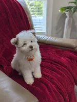 Barker, a male Pomapoo for sale in Bristol, IN – 3 of 8