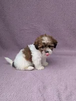 Amelia , a female Shihpoo for sale in Bristol, IN – 2 of 8