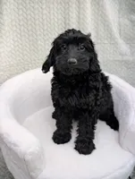 Cupcake , a female Aussiedoodle and Poodle - Miniature  for sale in Bristol, IN – 3 of 5
