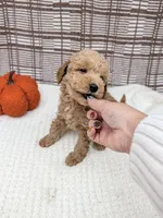 Randle, a male Miniature Goldendoodle for sale in Bristol, IN – 4 of 6