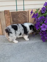 MilkyWay , a male Pembroke Welsh Corgi for sale in Bristol, IN – 2 of 6